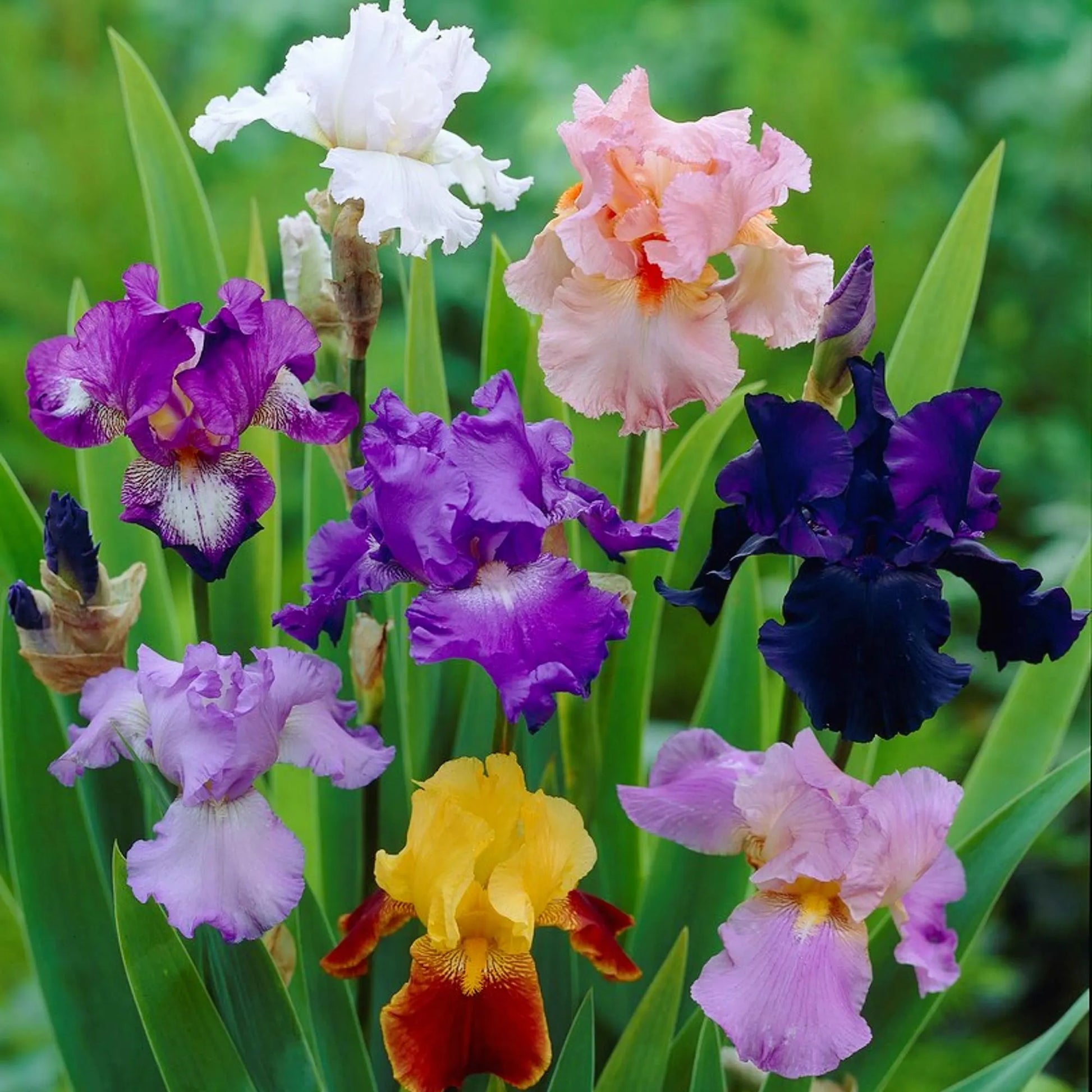 Bearded Iris Colorful Mix - Plant Bulbs from Easy to Grow, Reblooming Flowers in Spring and Fall