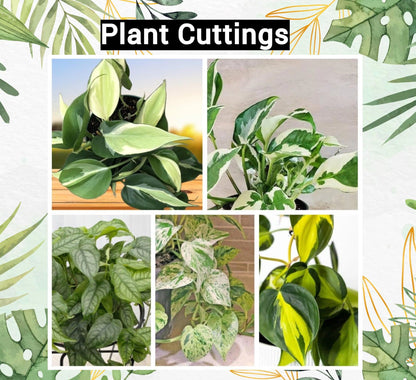 Pothos Cuttings: Popular/Common & Rare/Uncommon Pothos Epipremnum aureum Leaf Node Clipping Cut To Grow/Propagate New Plant ORDER MORE Save