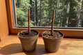 Two peat pots with bare leafless redwood tree cuttings in two different growing mediums on a sunny windowsill