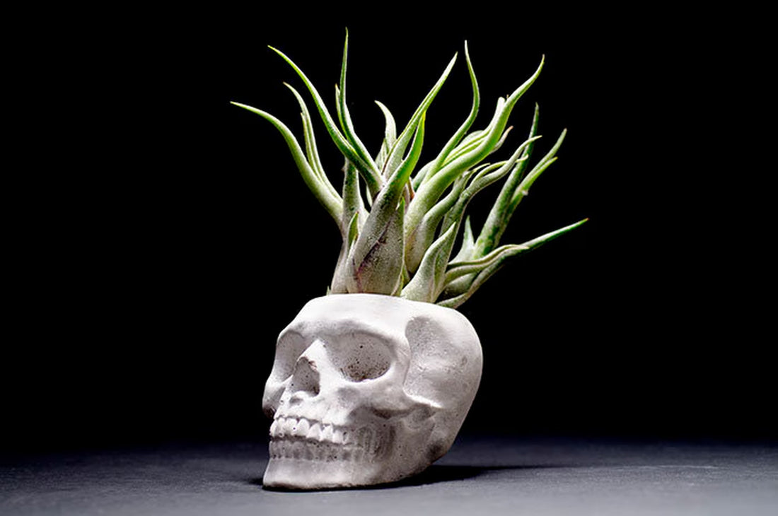 Sugar Skull Planter - Concrete |  Plant Pot, Indoor House Plant, Air Plants, Tillandsia, Succulent, Science Gothic Halloween Decor