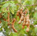 A Tamarind live plant in a 4’’ pot /seedlings /