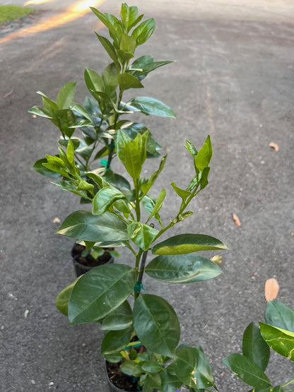 Sunburst Tangerine Tree in half Gallon Pot, Grafted,  Florida Shipping Only