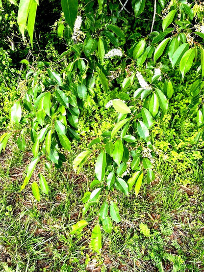 Black Cherry Tree Cuttings: Prunus Serotina Scions, Grafting