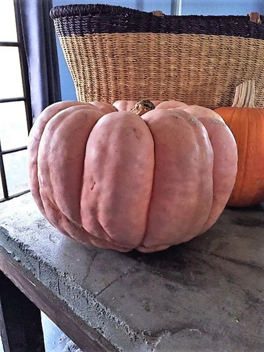 RARE Pink Porcelain Doll Pumpkin Large Seeds Cinderella - 100% GERMINATION RATE! Fast Shipping Specialty Heirloom Organic Plants Halloween