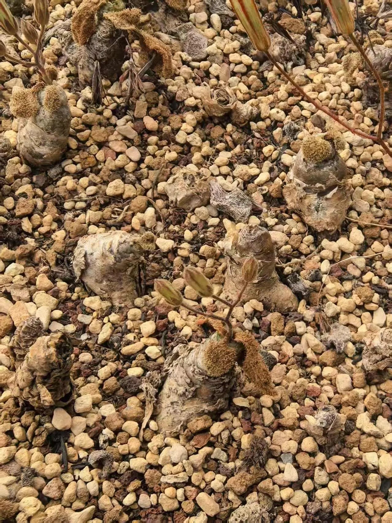 Tylecodon l Rare Succulent | Caudex Plant for Collectors | Unique Bonsai-Style Specimen | No Leaf