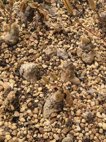 Tylecodon l Rare Succulent | Caudex Plant for Collectors | Unique Bonsai-Style Specimen | No Leaf
