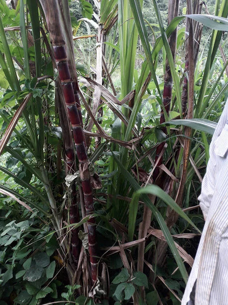 2x Red Stripe Sugar Cane Cuttings, Live 10 inch pieces,  Cana Dulce,  Edible and easy to grow. Free 3 day priority shipping included.
