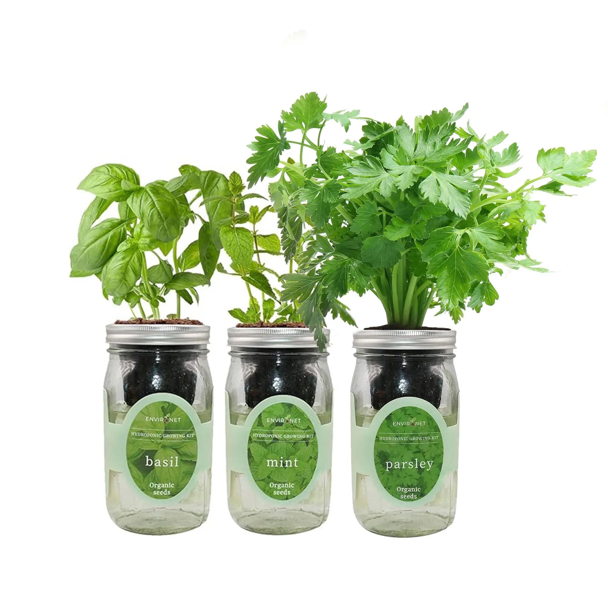 Herb Garden Trio - Mason Jar Hydroponic Kit Set with Organic Seeds, Gardening Gift