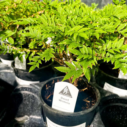 Pre-Bonsai, Hime Fuji Dwarf Wisteria, Live Plant - 4" Growers Pot