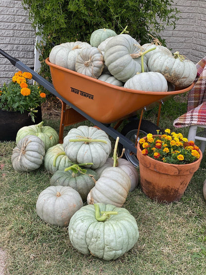 Jarrahdale, Pumpkin, Winter squash, Organic Heirloom Vegetable & Herb Seeds Non-GMO Rare Seed Varieties Bulk Pollinator-Friendly Garden Seed