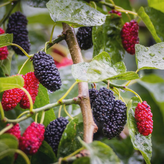 Mojo Dwarf Mulberry Tree: Compact Patio Fruit Tree (4" Pot)