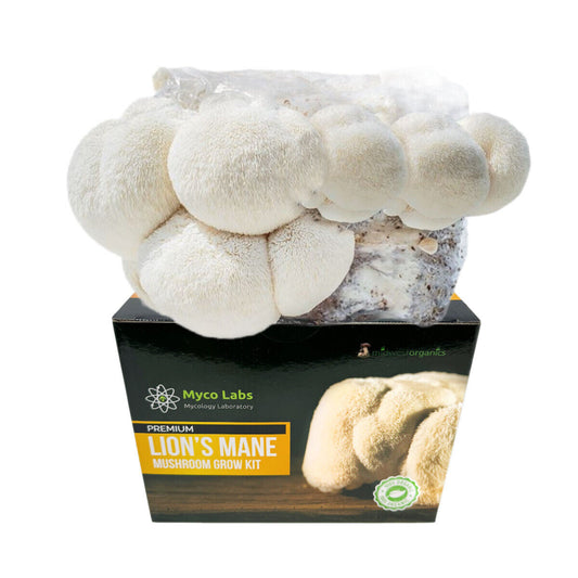 Lion's Mane Mushroom Grow Kit Ready to Grow! 5.5lb Pound Block