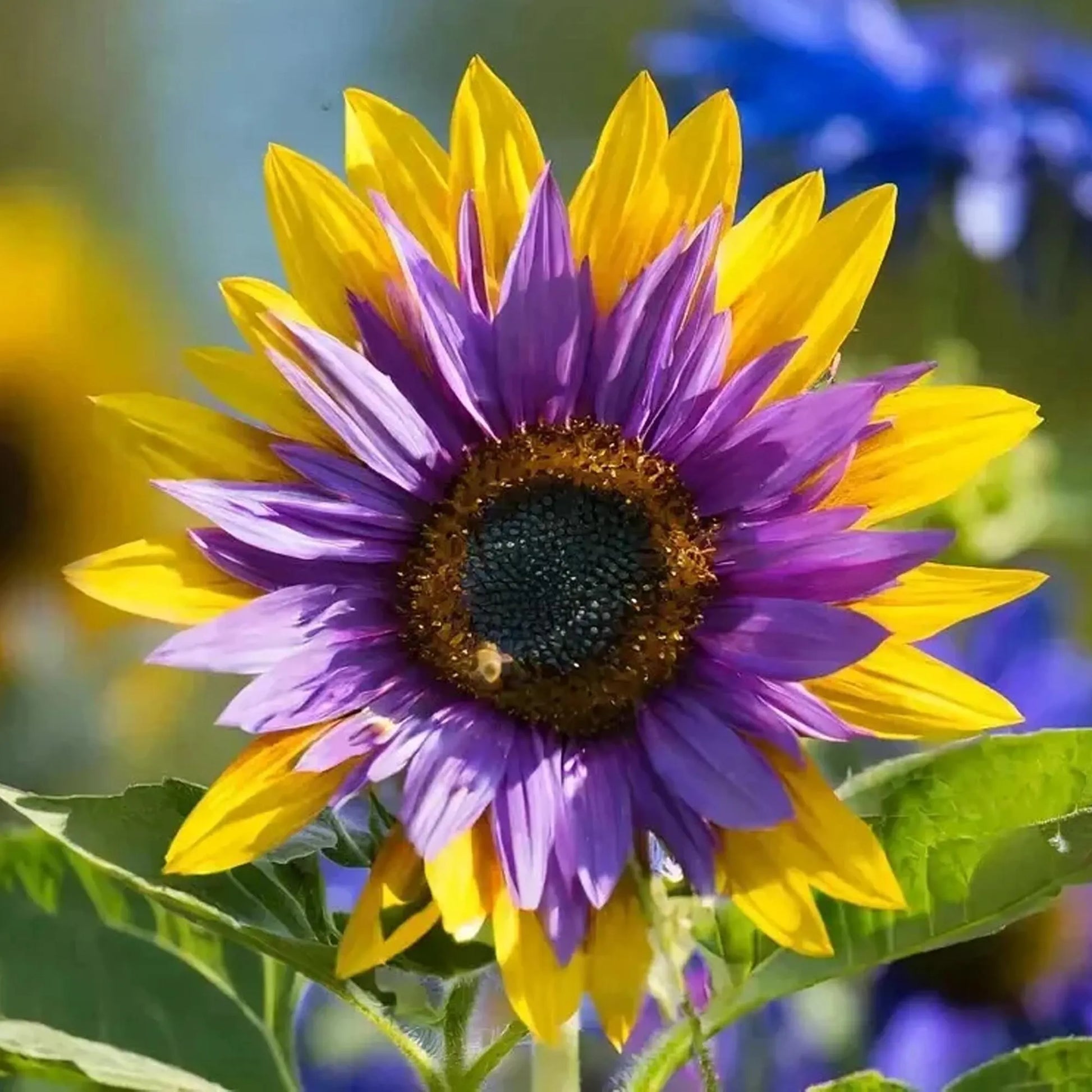 50pcs Rare Purple Heart Sunflower Seeds - Unique Violet Blooms - Heirloom Natural  Seeds - Eye-Catching Garden Accent - Easy to Grow Annual