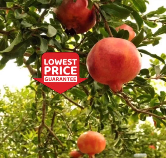 Salavatsky Pomegranate Tree – Cold-Hardy, Sweet-Tart Fruit, Self-Fertile