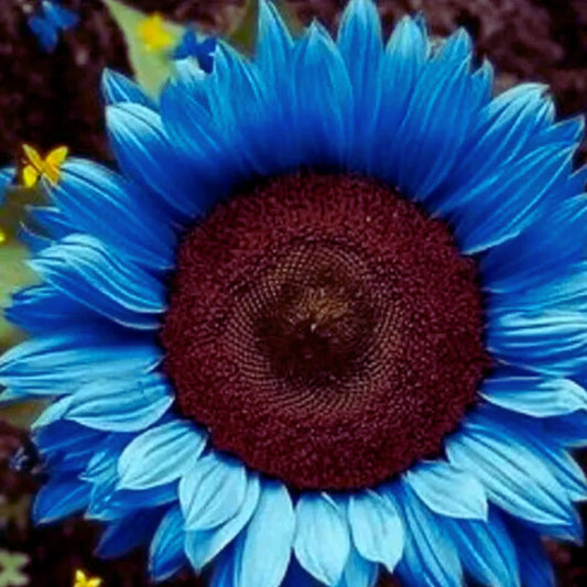 50 Seeds Midnight Oil Blue Sunflower Seeds: Rare Heirloom Garden