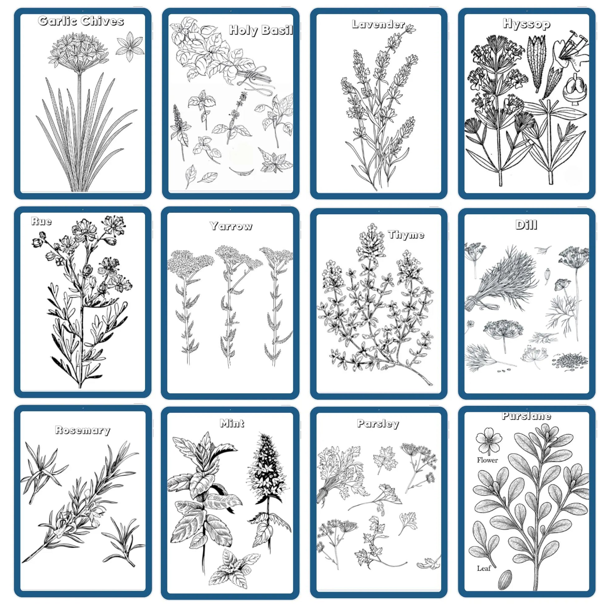 HUGE Homeschool Garden Herbs Notebooking Journal 266 Pages Homeschool Nature Botany Mini Unit Study Coloring Pages Flashcards Curriculum