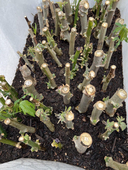 Easy Grow Rooted 7" To 10" Scion Wood 3 Cutting Cassava / Cay khoai mì