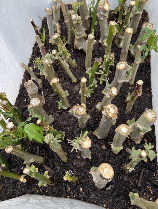 Easy Grow Rooted 7" To 10" Scion Wood 3 Cutting Cassava / Cay khoai mì