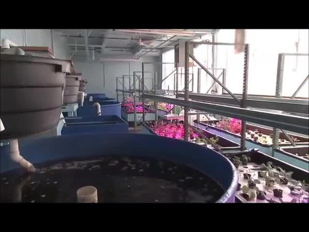 Hydroponics Aquaponics, Aquaculture Soilless Growth Raising Plants Fish DVD V66
