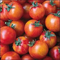 Organic Isis Candy Tomato Seeds, Red and Orange, Non-GMO Heirloom, Solanum Lycopersicum LY0625