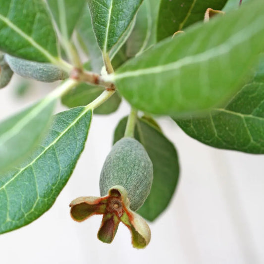 Pineapple Guava Plant Tropical Evergreen Shrub Edible Fruit Garden Plant Flowering Plant Edible Landscaping Live Plant Starter Plant Potted