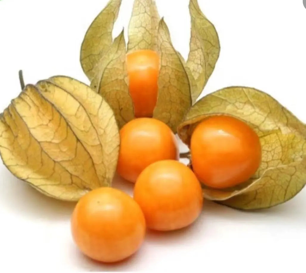 2 Cape gooseberry in a 4” pots