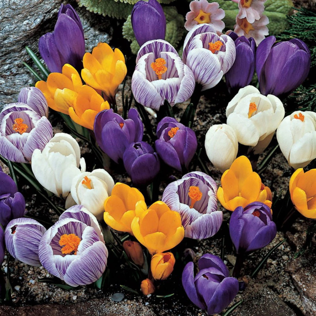 Crocus Bulbs, Mixed Bulbs of Purple, Yellow, White, Fall Planting for Spring Blooms, COOL BEANS N SPROUTS