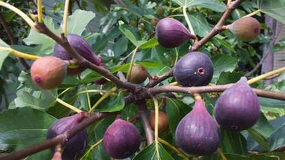 Black Mission Fig - Unrooted 5 Cuttings
