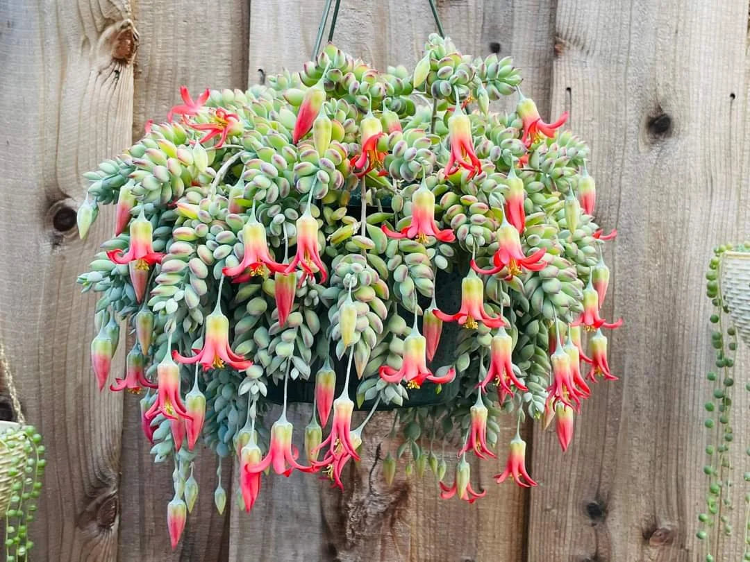 Rare Cotyledon pendens | unique Succulents | Mini succulent rooted and potted | Completely established plant