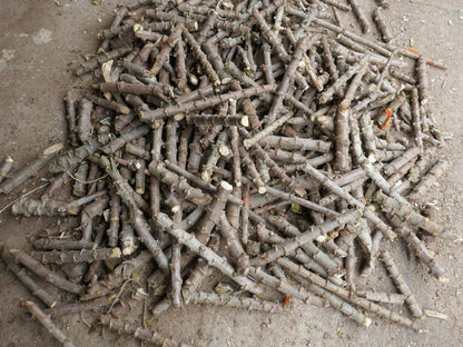 Cassava Manihot Esculenta 4 cuttings " Sweet Jamaica Red"   Organically Grown, FREE SHIPPING