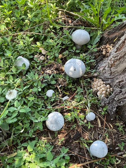 Mushrooms Concrete Garden Planter Decorations Pots Fairy Vegetable