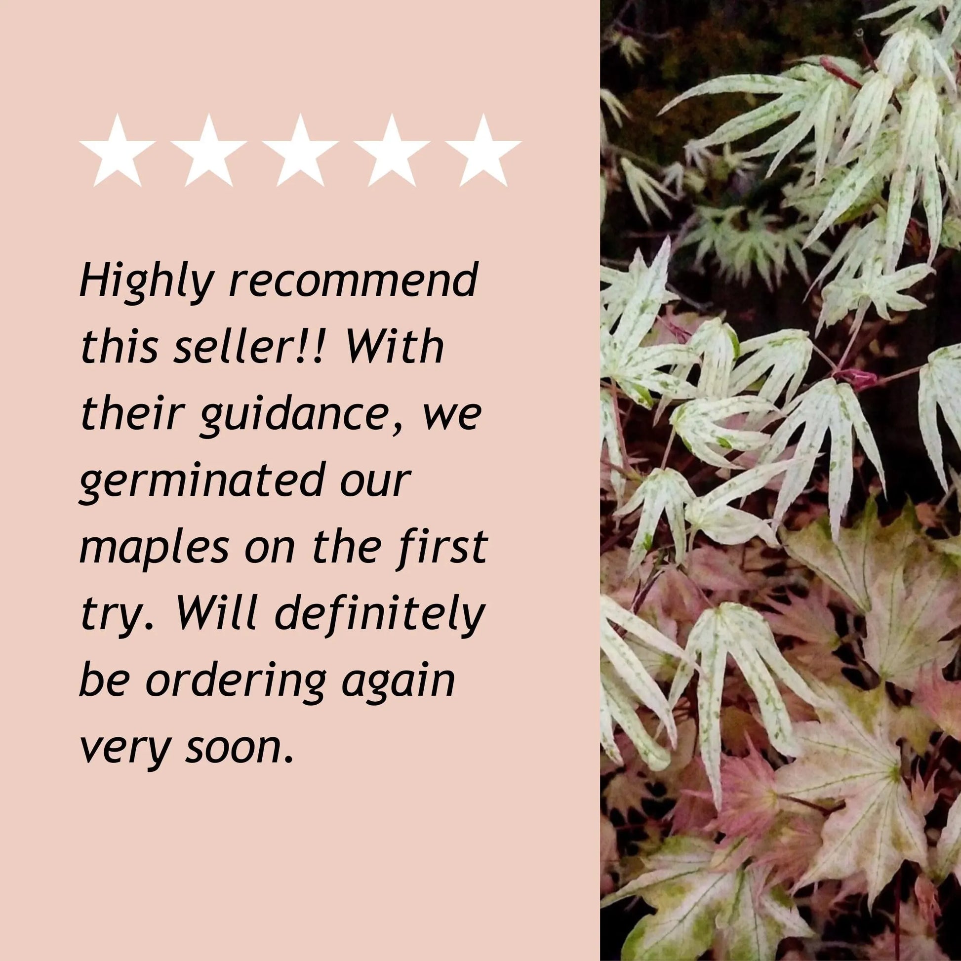 15 Ukigumo Japanese Maple Tree SEEDS Variegated Japanese Maple  Acer Palmatum Bonsai Tree Floating Cloud Japanese Maple