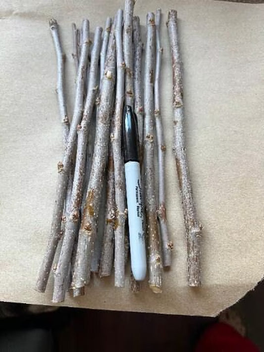 Perennial 15 Mulberry Cuttings Unrooted 5-8 inches