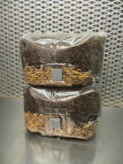 All In One Mushroom Grow Bags 2 X 2 LBS - Dung Lovers Substrate Injection Port