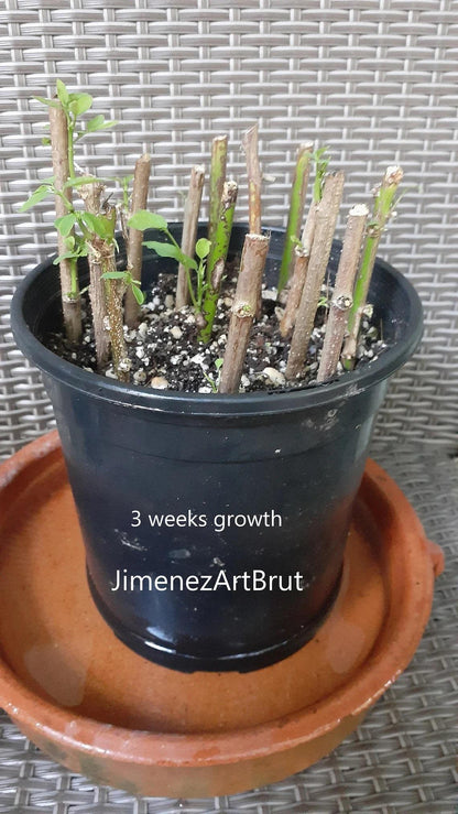 Cassava Manihot Esculenta 4 cuttings " Sweet Jamaica Red"   Organically Grown, FREE SHIPPING