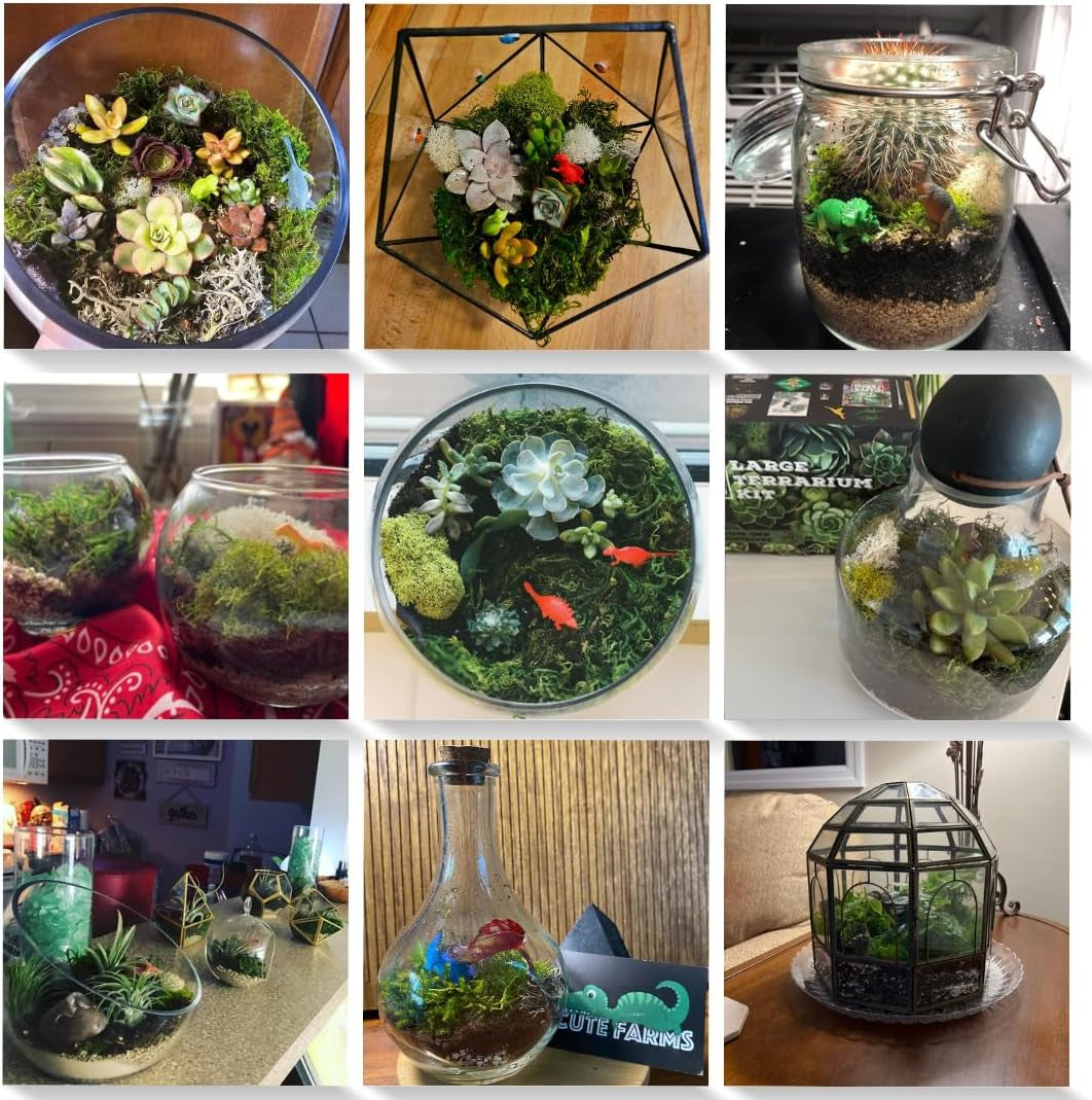 Terrarium Starter Kit | Moss, Vermiculite, Soil, Pebbles, Plant Food, Finishing Tools, Build and Care Guide | DIY Succulent Terrarium Kit for Adults and Kids (Large Kit)