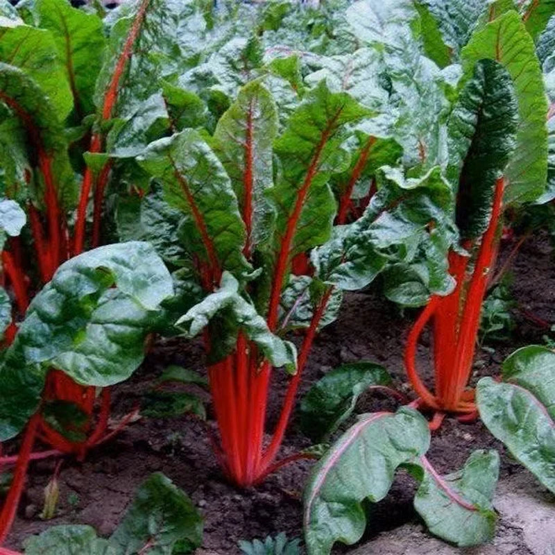 5 live Chard Swiss /Vulcan plant in a 4" pot, Organic growth