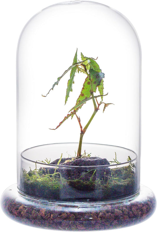 Glass Cloche Dome with Air Hole and Base, 5.9 x 5.9 x 8.2 Inches, Clear Terrarium Planter for Carnivorous Plants, Small Cactus, Succulents, Venus Flytrap, Tabletop Decoration (No Plants)