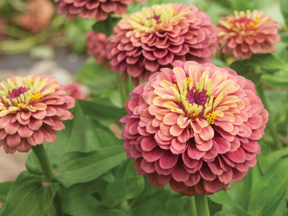 30 Seeds | Queen Red Lime Zinnia elegans Seeds - Authentic - Open-Pollinated -Organic -Flower Seeds - Mix Seeds to Plant -B5G1 #8223