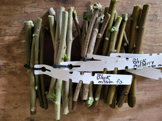 Homestead variety pack of cuttings fig cuttings elderberry cuttings mulberry cuttings fruit tree cuttings unrooted cuttings