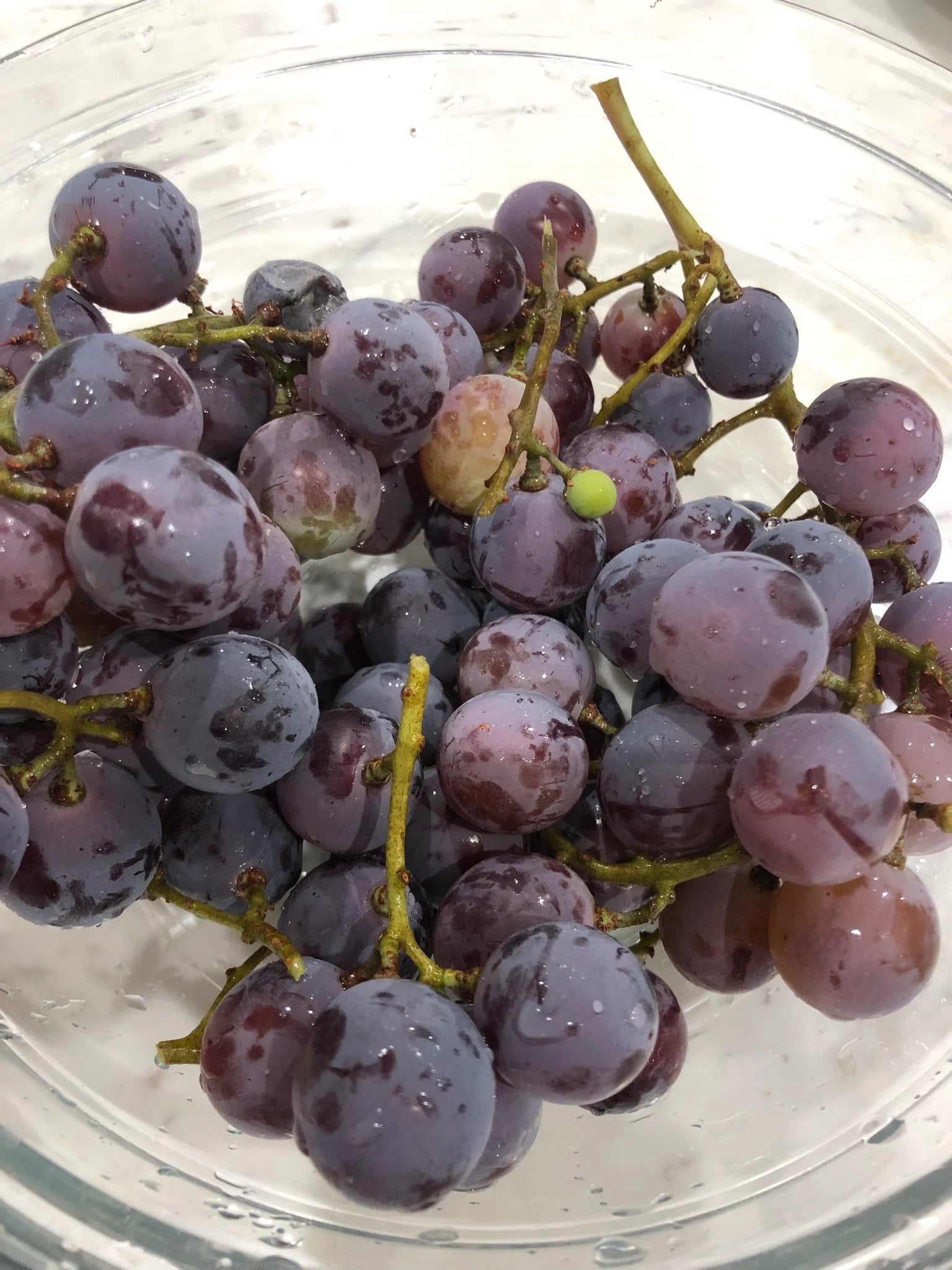 2 Organic Purple Kyoho Grape Vine cuttings for propagation