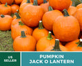 Jack O’Lantern Pumpkin Seeds – Heirloom Vegetable, Classic Carving Pumpkin, Non-GMO, Ideal for Halloween Decorations | 20 Seeds