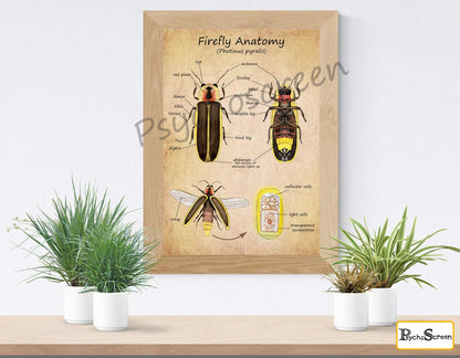 FIREFLY Anatomy Poster - Printable Vintage & White, Montessori materials for insects