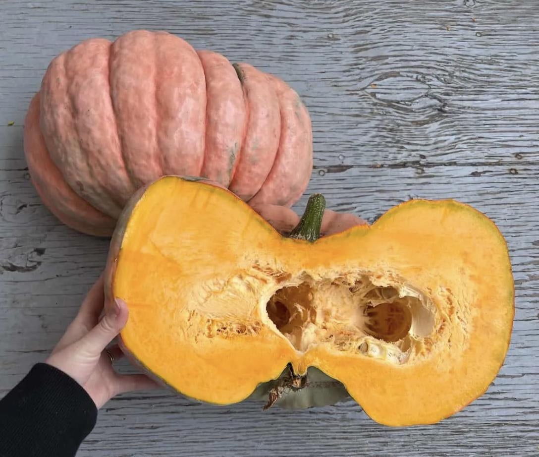RARE Pink Porcelain Doll Pumpkin Large Seeds Cinderella - 100% GERMINATION RATE! Fast Shipping Specialty Heirloom Organic Plants Halloween