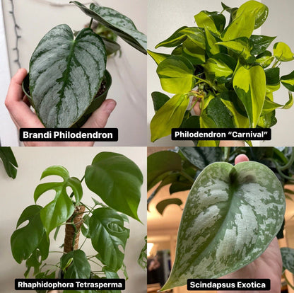 Mystery Node Bundle Pack | Sets of 3, 5, 10 or 12 | No Golden Pothos in any box!!