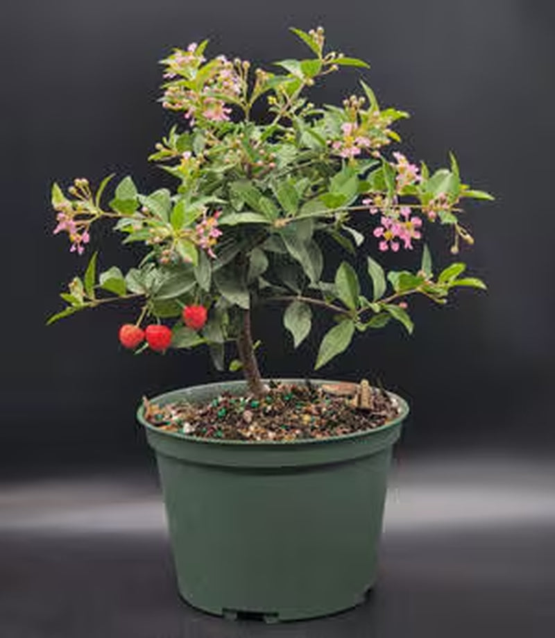 Dwarf Cherry pre bonsai tree that just needs a pot.   Pink and yellow blooms and real cherries 3x a year FREE SHIPPING