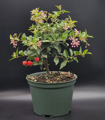 Dwarf Cherry pre bonsai tree that just needs a pot.   Pink and yellow blooms and real cherries 3x a year FREE SHIPPING