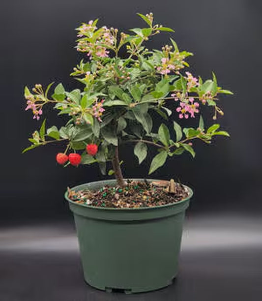 Dwarf Cherry pre bonsai tree that just needs a pot.   Pink and yellow blooms and real cherries 3x a year FREE SHIPPING