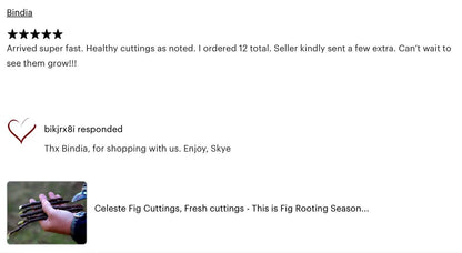 Fresh Celeste Fig Cuttings: Sweet Southern Heirloom Variety