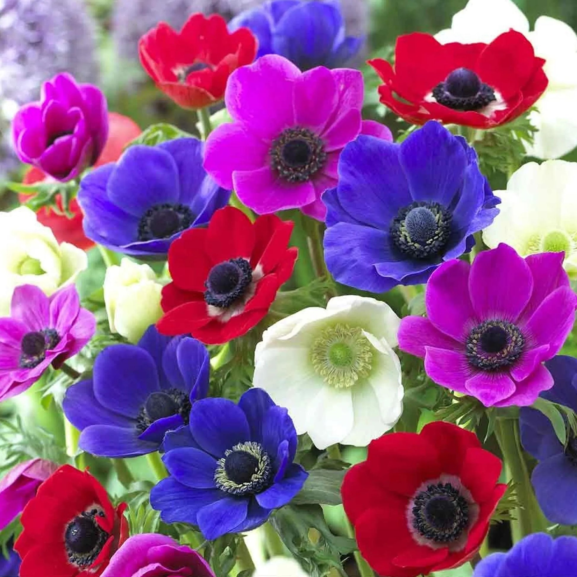 100 Bulbs | Mixed Anemone De Caen Bulbs, Windflower Daisy Poppy-Style Blooms, Cut Flower Favorite, Spring Garden Flowers USA